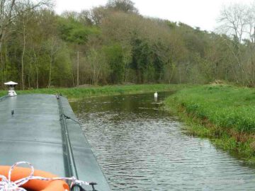 Swan at Lower Ballyellen Cut