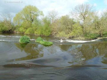 Maganey Weir on Starboard