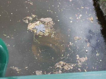 Obstruction Bagenalstown in River Barrow
