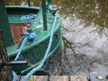Spider net at the Bollard
