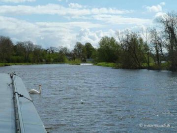 Swan at Fenniscourt weir