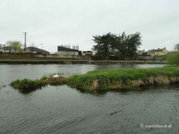 Swan nesting at Goresbridge