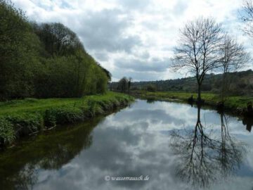 Finnery in the St. Mullins Cut left the Towpath
