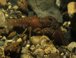 Native Irish Crayfish – Source www.npws.ie